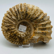 Load image into Gallery viewer, Fossilized Ammonite Specimen
