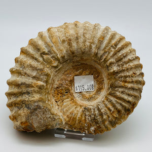 Fossilized Ammonite Specimen