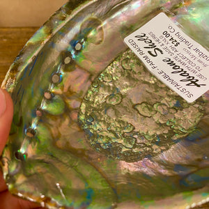 Abalone Shells for Smudging, Farm Raised