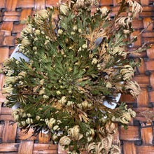 Load image into Gallery viewer, Rose of Jericho Resurrection Plant X-Lg size
